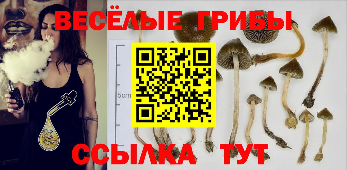 Псков  Псилоцибиновые грибы Magic Shrooms  где найти   Вход с VPN 
